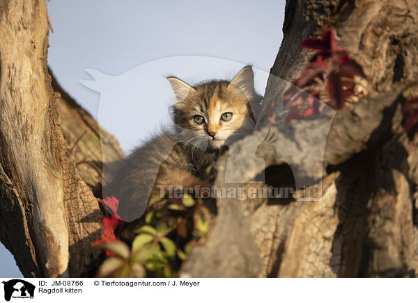 Ragdoll Ktzchen / Ragdoll kitten / JM-08766