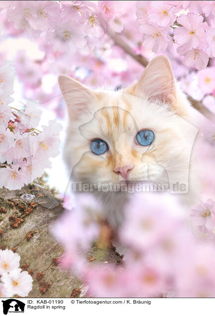 Ragdoll im Frhling / Ragdoll in spring / KAB-01190