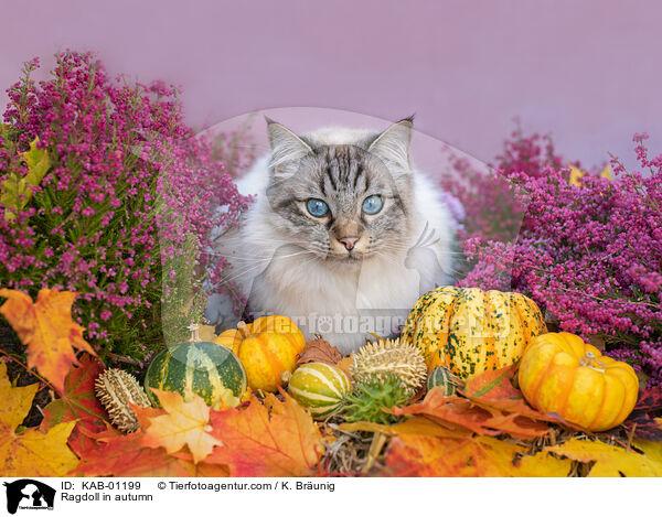Ragdoll im Herbst / Ragdoll in autumn / KAB-01199