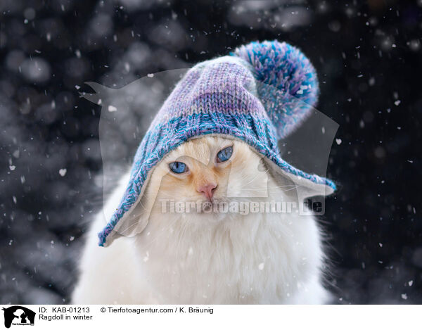 Ragdoll in winter / KAB-01213