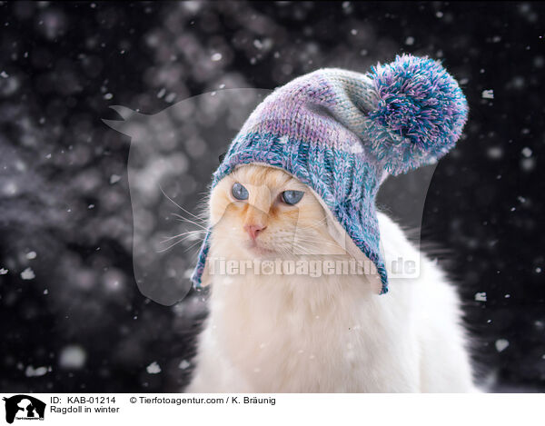 Ragdoll im Winter / Ragdoll in winter / KAB-01214