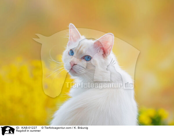 Ragdoll im Sommer / Ragdoll in summer / KAB-01227