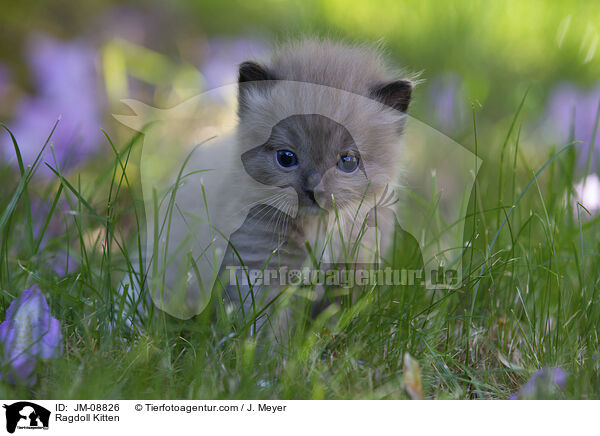 Ragdoll Ktzchen / Ragdoll Kitten / JM-08826