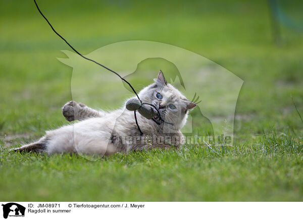 Ragdoll im Sommer / Ragdoll in summer / JM-08971