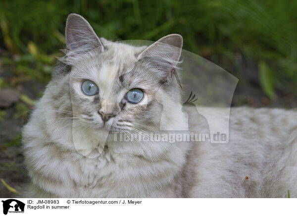 Ragdoll im Sommer / Ragdoll in summer / JM-08983