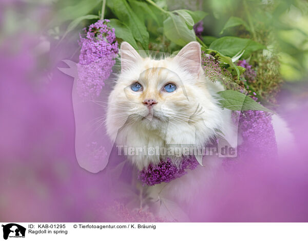 Ragdoll im Frhling / Ragdoll in spring / KAB-01295