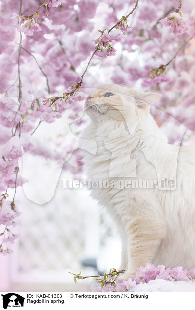 Ragdoll im Frhling / Ragdoll in spring / KAB-01303