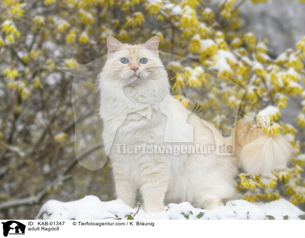 erwachsene Ragdoll / adult Ragdoll / KAB-01347