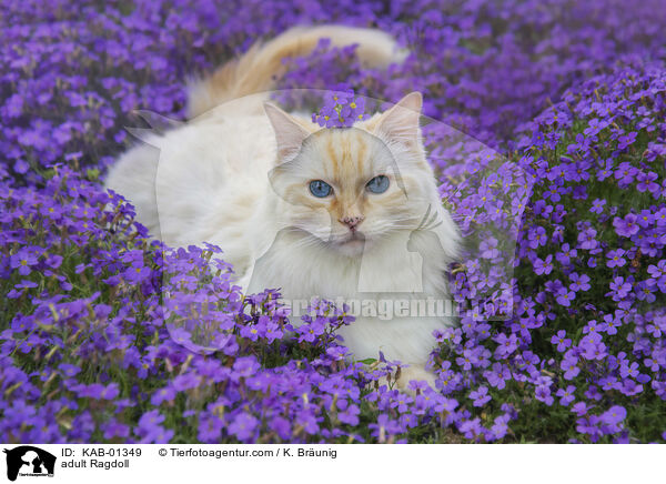 erwachsene Ragdoll / adult Ragdoll / KAB-01349