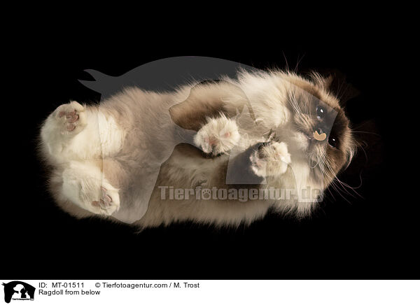 Ragdoll von unten / Ragdoll from below / MT-01511