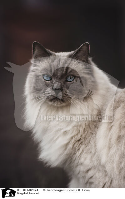 Ragdoll Kater / Ragdoll tomcat / KFI-02074