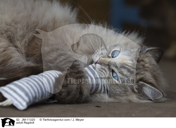 ausgewachsene Ragdoll / adult Ragdoll / JM-11320