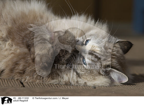 ausgewachsene Ragdoll / adult Ragdoll / JM-11330