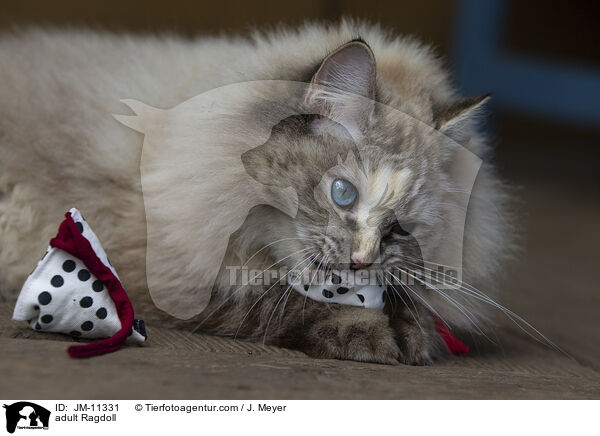 ausgewachsene Ragdoll / adult Ragdoll / JM-11331