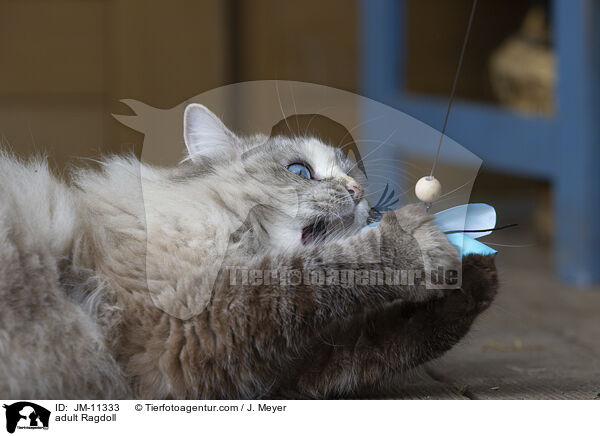 ausgewachsene Ragdoll / adult Ragdoll / JM-11333