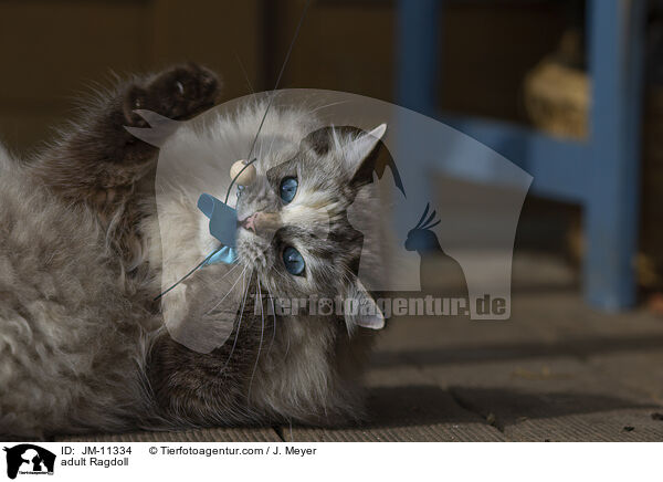 ausgewachsene Ragdoll / adult Ragdoll / JM-11334