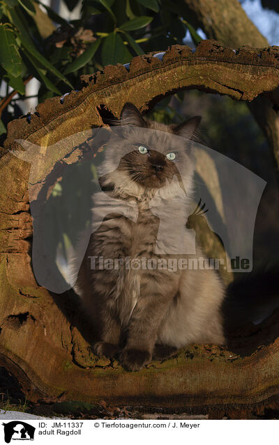 ausgewachsene Ragdoll / adult Ragdoll / JM-11337