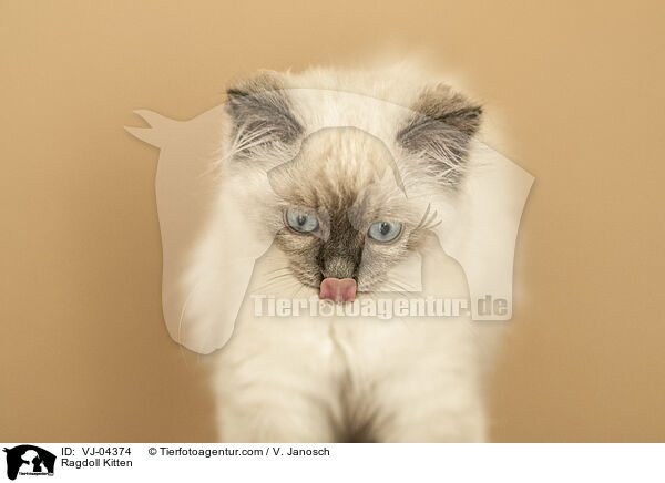 Ragdoll Ktzchen / Ragdoll Kitten / VJ-04374