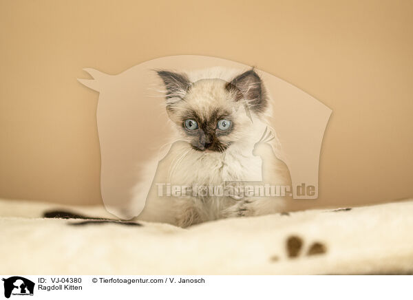 Ragdoll Ktzchen / Ragdoll Kitten / VJ-04380