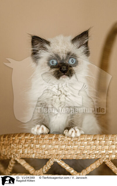 Ragdoll Ktzchen / Ragdoll Kitten / VJ-04389