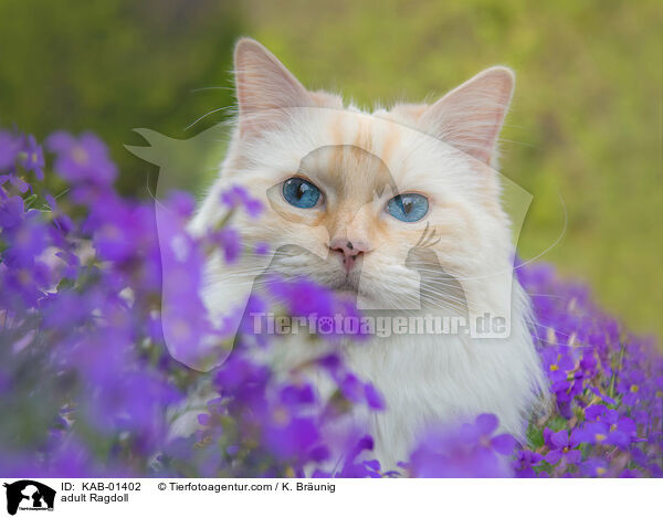 ausgewachsene Ragdoll / adult Ragdoll / KAB-01402