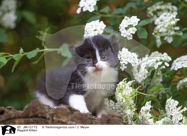 Ragdoll Ktzchen / Ragdoll Kitten / JM-12172