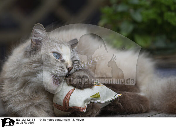 ausgewachsene Ragdoll / adult Ragdoll / JM-12183