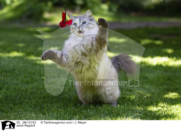 ausgewachsene Ragdoll / adult Ragdoll / JM-12193