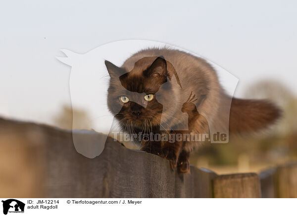 ausgewachsene Ragdoll / adult Ragdoll / JM-12214