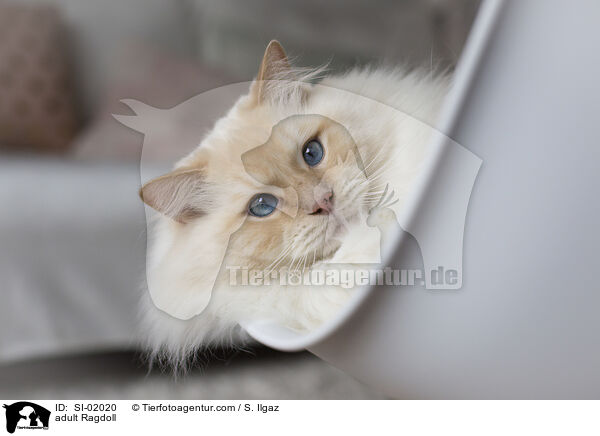 ausgewachsene Ragdoll / adult Ragdoll / SI-02020