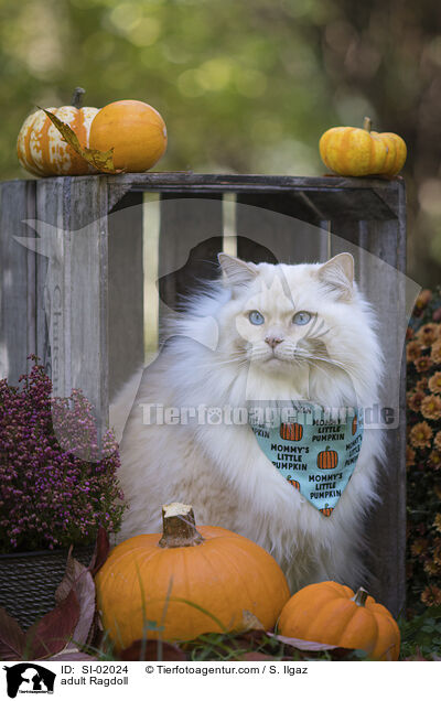 ausgewachsene Ragdoll / adult Ragdoll / SI-02024
