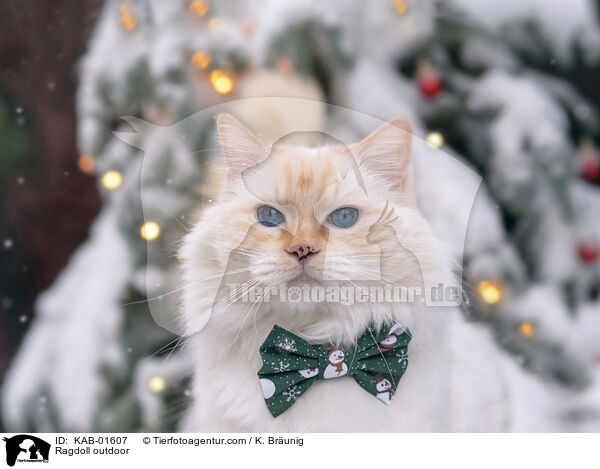 Ragdoll drauen / Ragdoll outdoor / KAB-01607