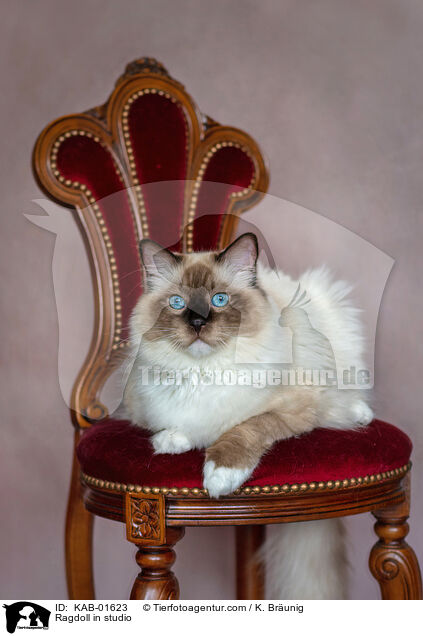 Ragdoll im Studio / Ragdoll in studio / KAB-01623