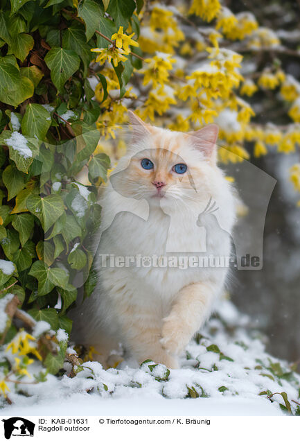 Ragdoll drauen / Ragdoll outdoor / KAB-01631