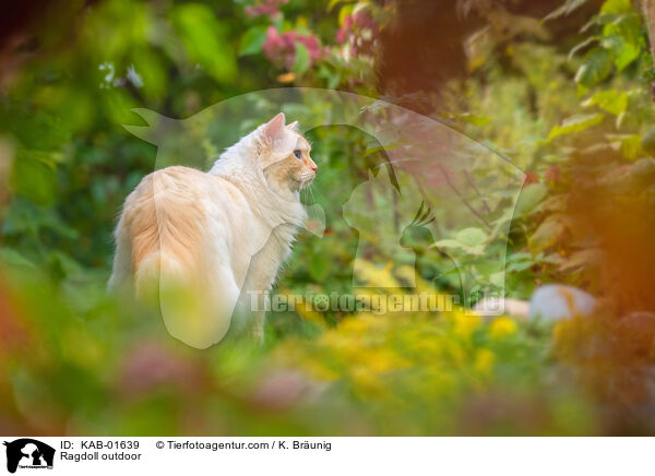 Ragdoll drauen / Ragdoll outdoor / KAB-01639