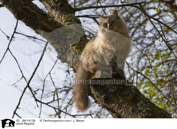 ausgewachsene Ragdoll / adult Ragdoll / JM-14139