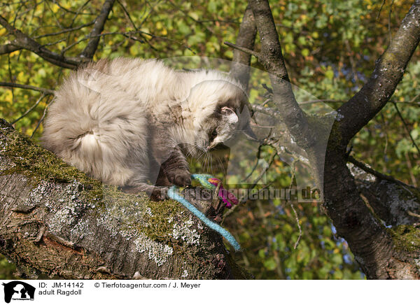 ausgewachsene Ragdoll / adult Ragdoll / JM-14142