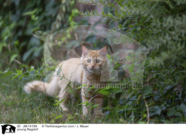 junge Ragdoll / young Ragdoll / JM-14189