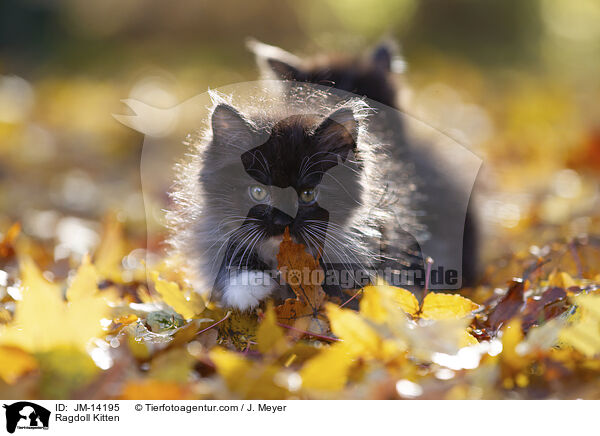 Ragdoll Ktzchen / Ragdoll Kitten / JM-14195