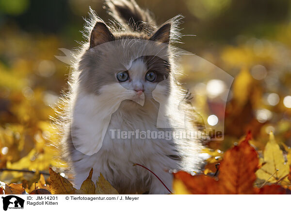 Ragdoll Ktzchen / Ragdoll Kitten / JM-14201