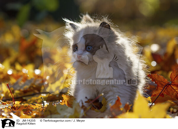 Ragdoll Ktzchen / Ragdoll Kitten / JM-14205