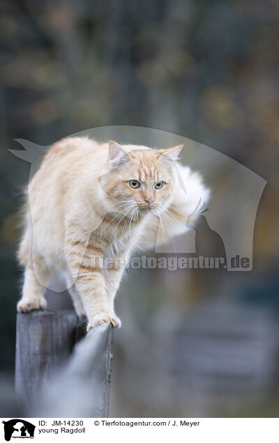 junge Ragdoll / young Ragdoll / JM-14230
