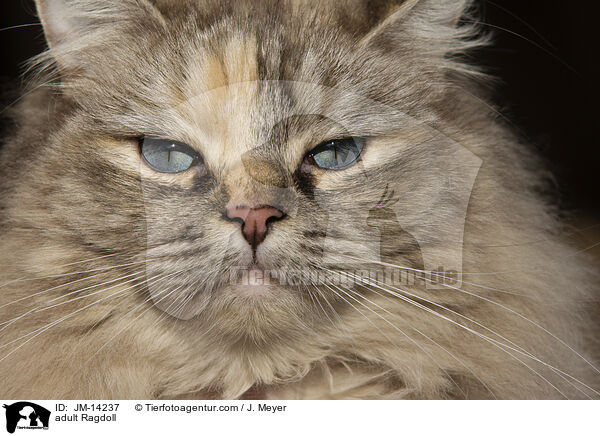 ausgewachsene Ragdoll / adult Ragdoll / JM-14237