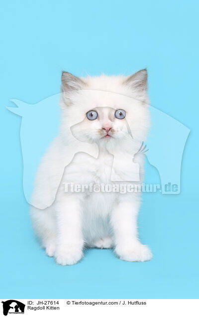 Ragdoll Ktzchen / Ragdoll Kitten / JH-27614