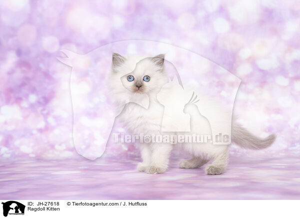 Ragdoll Ktzchen / Ragdoll Kitten / JH-27618