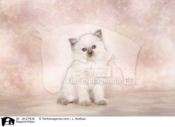 Ragdoll Ktzchen / Ragdoll Kitten / JH-27636