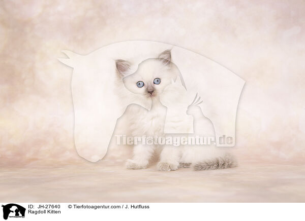 Ragdoll Ktzchen / Ragdoll Kitten / JH-27640