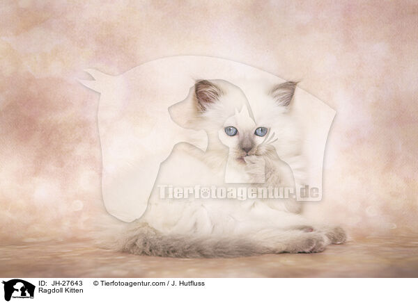 Ragdoll Ktzchen / Ragdoll Kitten / JH-27643