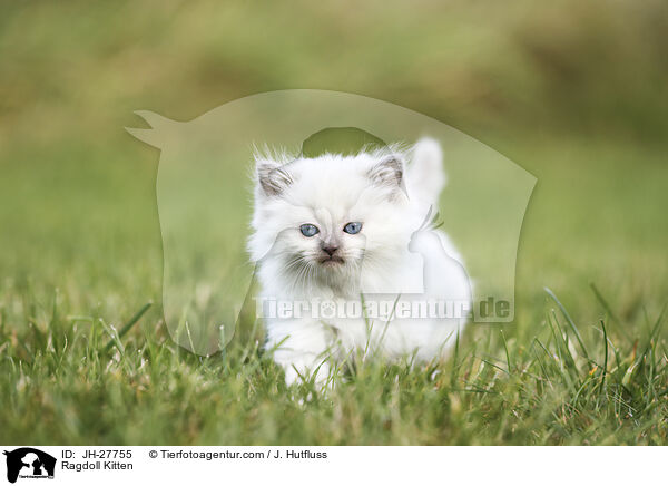 Ragdoll Kitten / JH-27755