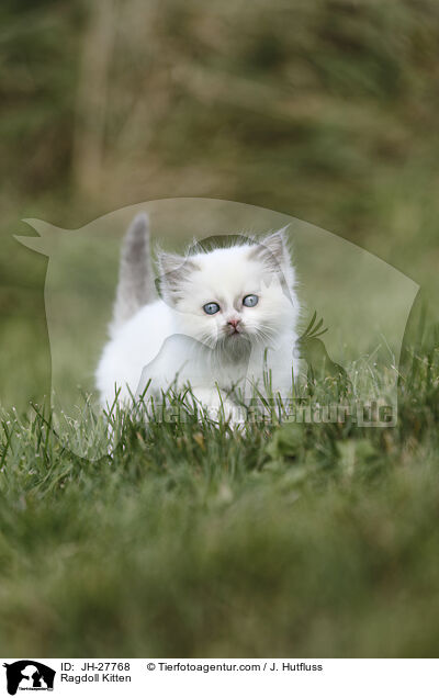 Ragdoll Kitten / JH-27768